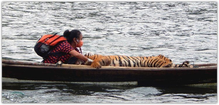 Dokter hewan BKSDA Bengkulu, Erni Suyanti Musabine