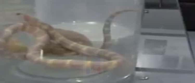 Pria Arab Saudi Bawa 10 Ekor Ular Sanca