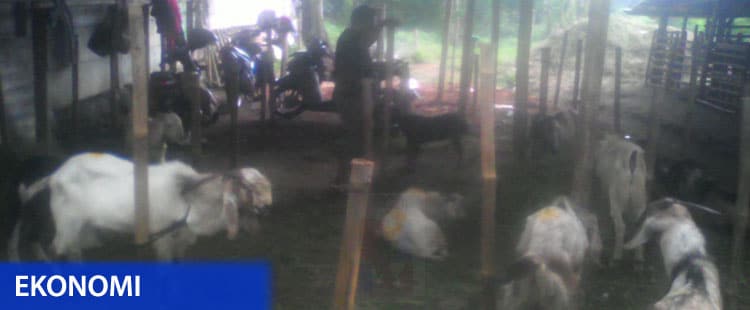 Hewan Kurban Jelang Idul Adha