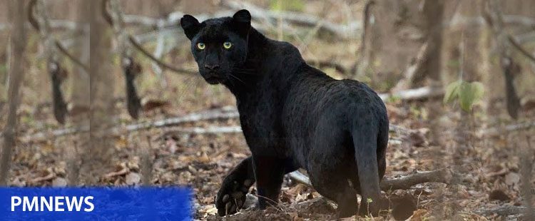 Astaga !! Macan Kumbang