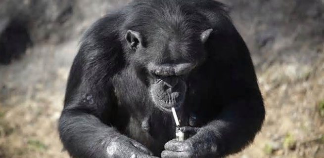 primata unik sedang merokok