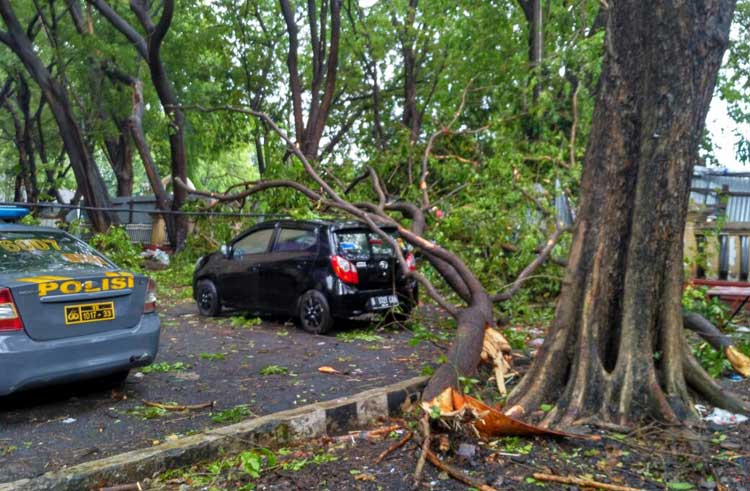 Tertimpa pohon Akibat Puting Beliung