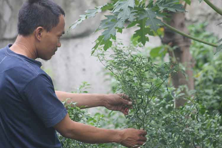 harga cabai rawit merah masih tinggi