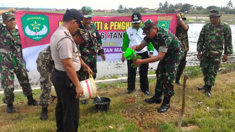 koramil 14/mauk tanam trembesi