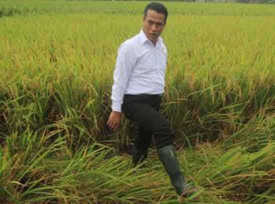 Mentan panen raya padi blora