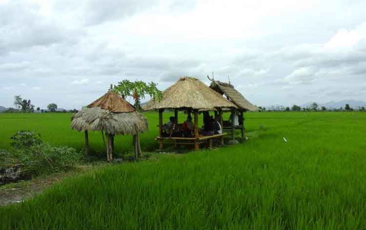 wisata religi mengaji di tengah sawah lombok tengah