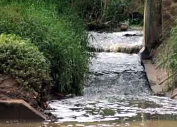 limbah pabrik tahu marak dibuang ke cisadane