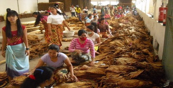 INDUSTRI KRETEK NASIONAL TERDESAK