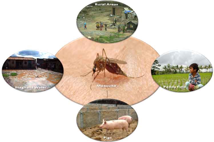 Awas Virus Japanese Encephalitis