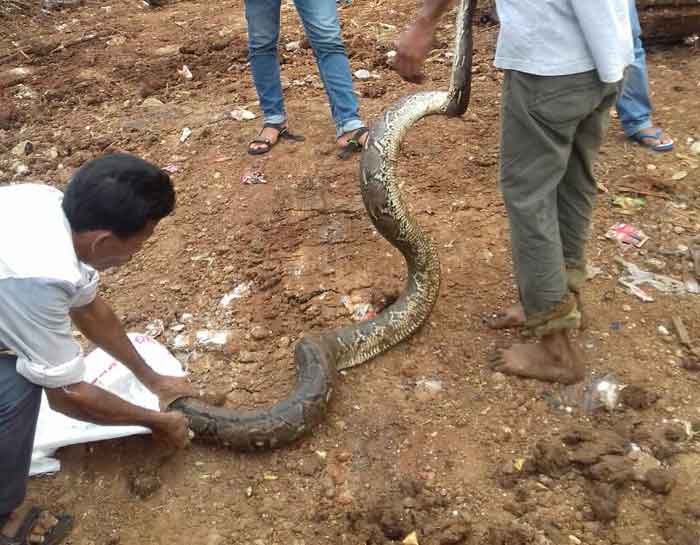 ular sanca kali angke