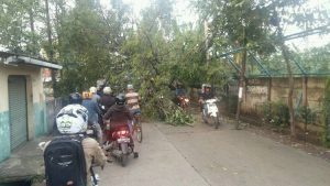 pohon besar lapuk tumbang ganggu