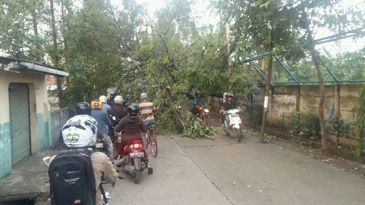 pohon besar lapuk tumbang ganggu