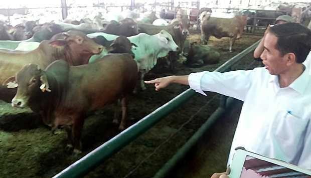 Jokowi beri seekor sapi