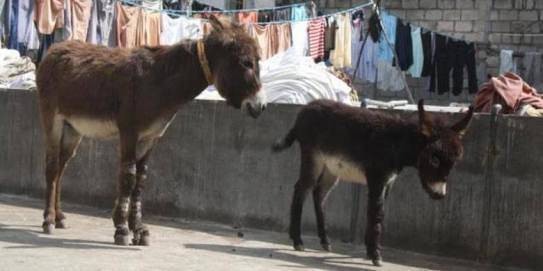 keledai makan tanaman mahal