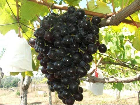 manfaat anggur hitam