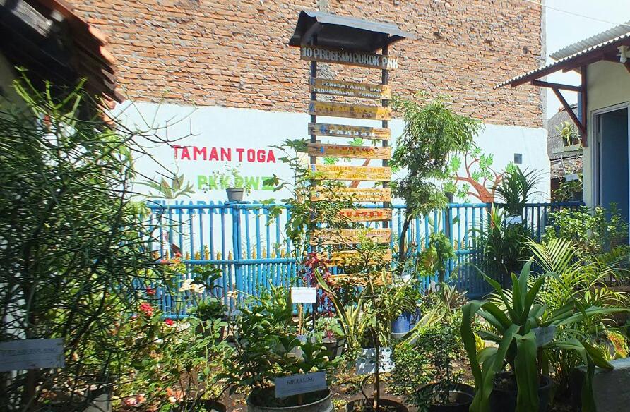 toga tanaman