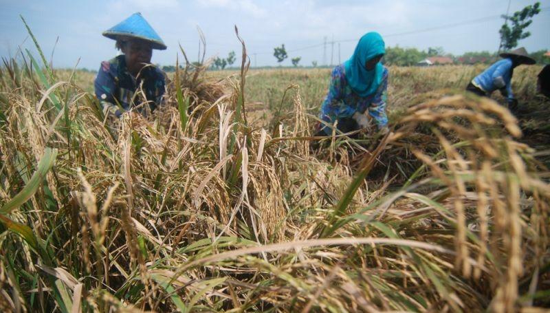 gagal panen petani