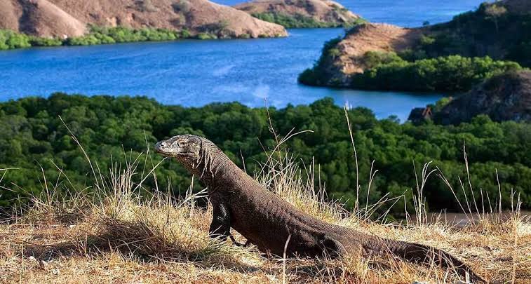 destinasi wisata pulau komodo