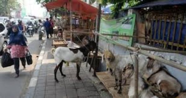 pedagang musiman hewan kurban