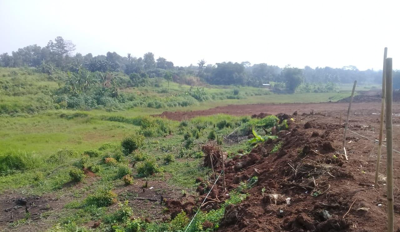 pencurian kayu tenjo