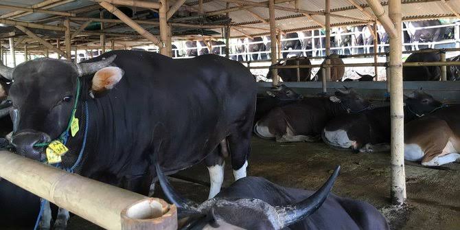 penjual hewan kurban tangerang