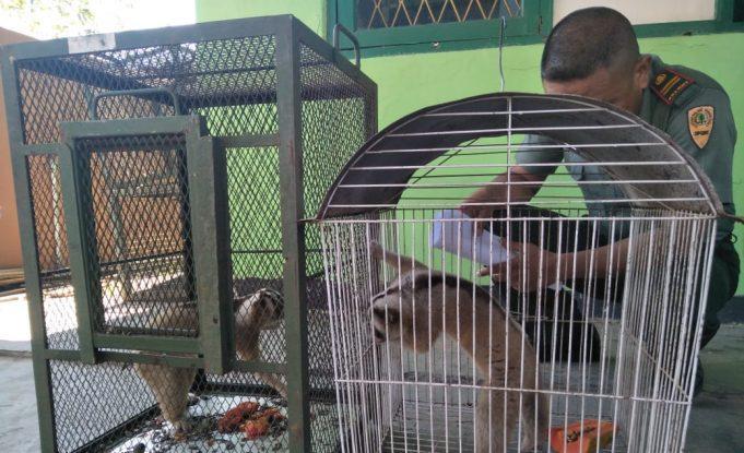 kukang jawa hewan dilindungi