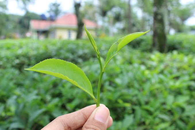 daun teh manfaat