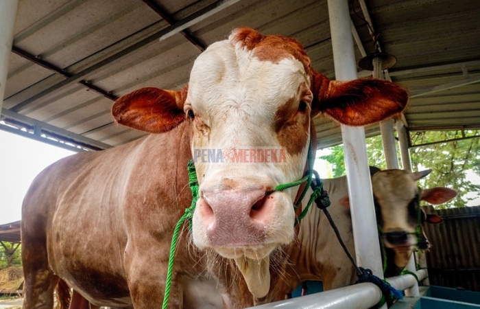 pena merdeka property 20250521 140639 0000